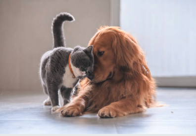 PET